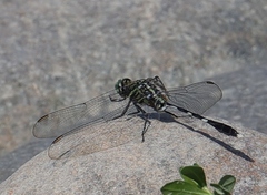 Orthetrum sabina