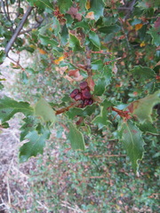 Disholcaspis prehensa