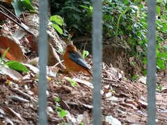 Cossypha natalensis natalensis