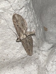 Eupithecia phoeniceata