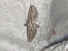Eupithecia phoeniceata