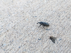 Sphenophorus cicatristriatus