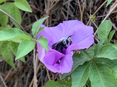 Xylocopa abbotti