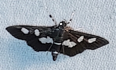 Desmia funeralis