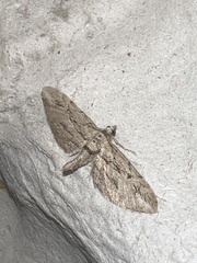Eupithecia phoeniceata