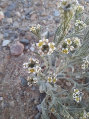 Ptilotrichum canescens