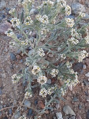 Ptilotrichum canescens