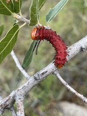 Anisota oslari