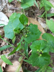 Hydrocotyle nepalensis