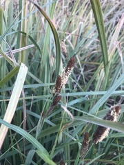 Cyperus textilis