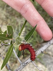Anisota oslari