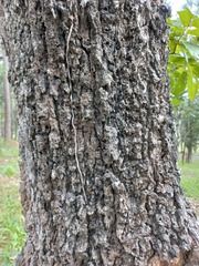 Quercus kerrii