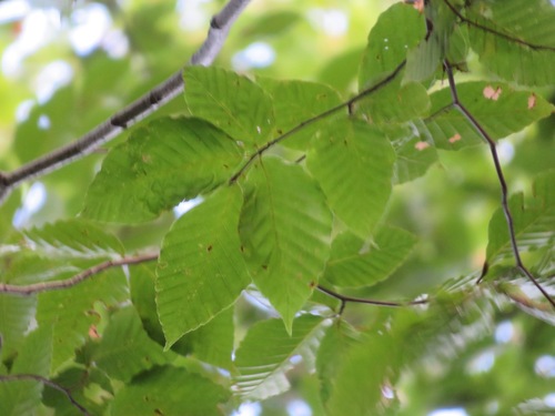 Image of Fagus crenata by (c) Marco Mussita, some rights reserved (CC BY)