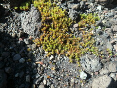 Polytrichum piliferum