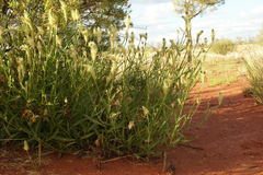 Ptilotus polystachyus