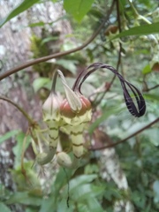 Ceropegia lucida