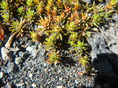 Polytrichum piliferum