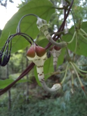 Ceropegia lucida
