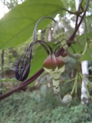 Ceropegia lucida