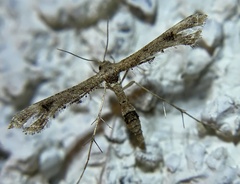 Lantanophaga pusillidactylus