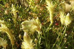 Ptilotus polystachyus