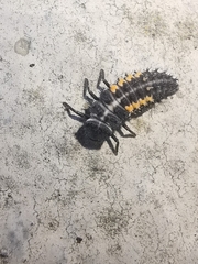 Harmonia quadripunctata