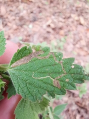 Amauromyza morionella