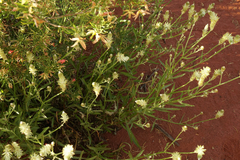 Ptilotus polystachyus