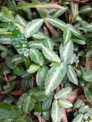 Elatostema