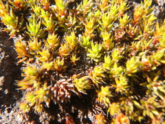 Polytrichum piliferum