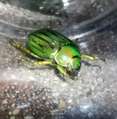 Chrysina gloriosa