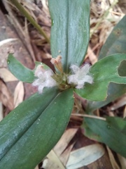 Hedyotis