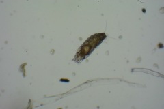 Aceria paracalifornica