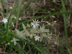 Stellaria vestita