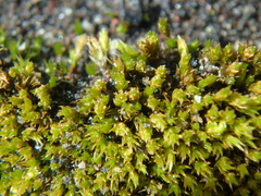 Didymodon