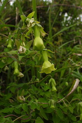 Codonopsis kawakamii