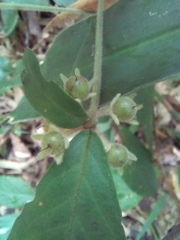 Ardisia