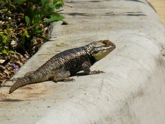Sceloporus magister