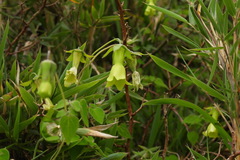 Codonopsis kawakamii