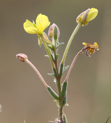 Oenothera villosa