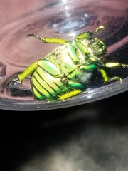 Chrysina gloriosa
