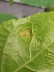 Aceria erinea
