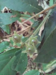 Ardisia