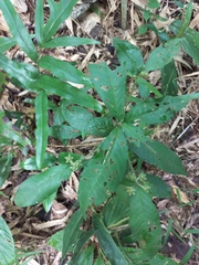 Ardisia