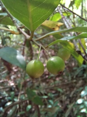 Prismatomeris
