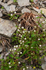 Swertia macrosperma