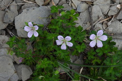 Geranium hayatanum