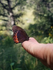 Gyrocheilus patrobas