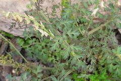 Corydalis ophiocarpa