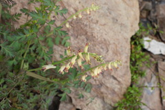 Corydalis ophiocarpa